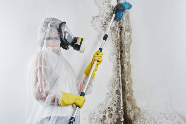 Best Mold Testing and Removal  in Collinsburg, PA