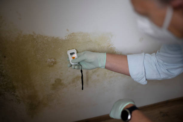 Mold Removal Process in Collinsburg, PA