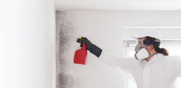 Best Black Mold Removal  in Collinsburg, PA
