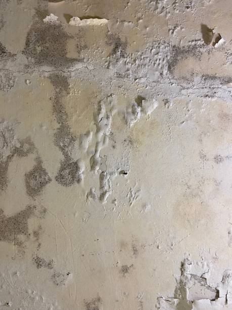 Best Certified Mold Removal  in Collinsburg, PA