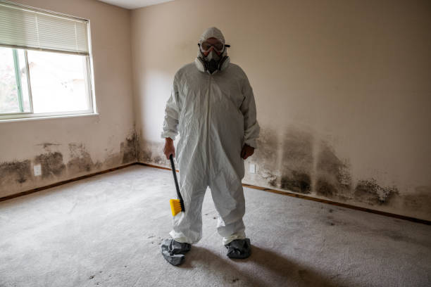 Professional Mold Removal in Collinsburg, PA