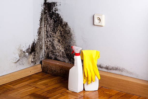 Best Residential Mold Removal  in Collinsburg, PA