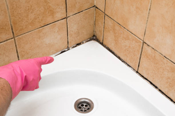 Best Local Mold Removal Service  in Collinsburg, PA