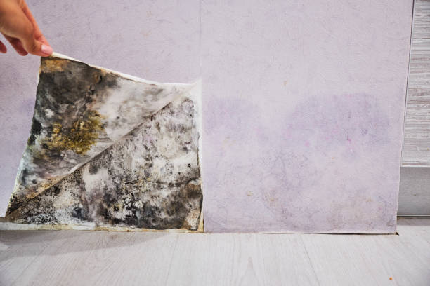 Best Affordable Mold Removal  in Collinsburg, PA
